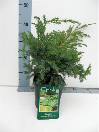 Kadagys žvynuotasis (Lot Juniperus squa.) 'Blue Swede' C2/P17 20-25 CM-KADAGIAI-SPYGLIUOČIAI