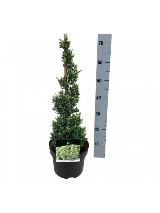 Kadagys žvynuotasis (Lot Juniperus squa.) 'Holger' 40-50 CM C5/P23-KADAGIAI-SPYGLIUOČIAI