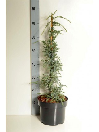 Kadagys žvynuotasis (Lot Juniperus squa.) 'Holger' 40-50 CM C5/P23-KADAGIAI-SPYGLIUOČIAI