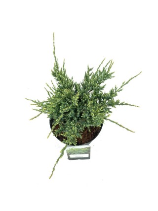 Kadagys žvynuotasis (Lot Juniperus squa.) 'Holger' C2,5/P18 20-25 CM-KADAGIAI-SPYGLIUOČIAI