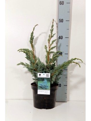 Kadagys žvynuotasis (Lot Juniperus squa.) 'Meyeri' C2/P17 20-25 CM-KADAGIAI-SPYGLIUOČIAI