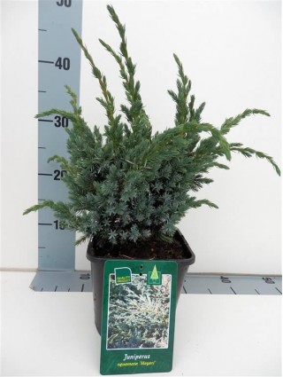 Kadagys žvynuotasis (Lot Juniperus squa.) 'Meyeri' C2/P17 20-25 CM-KADAGIAI-SPYGLIUOČIAI