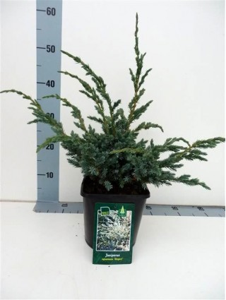 Kadagys žvynuotasis (Lot Juniperus squa.) 'Meyeri' C3/P19 25-30 CM-KADAGIAI-SPYGLIUOČIAI