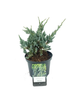 Kadagys žvynuotasis (Lot Juniperus squa.) 'Meyeri' C2,5/P18 20-25 CM-KADAGIAI-SPYGLIUOČIAI