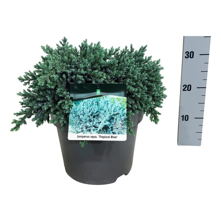 Kadagys žvynuotasis (Lot Juniperus squa.) 'Tropical Blue' C7,5/P26 30-40 CM-KADAGIAI-SPYGLIUOČIAI