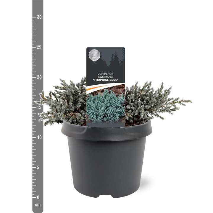 Kadagys žvynuotasis (Lot Juniperus squa.) 'Tropical Blue' C3/P19 20-25 CM-KADAGIAI-SPYGLIUOČIAI