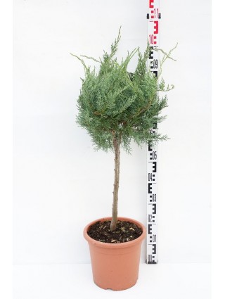 Virgininis kadagys (Lot Juniperus virg.) 'Grey Owl' C9 KOTAS 40 CM-KADAGIAI-SPYGLIUOČIAI