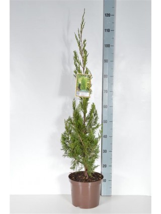 Virgininis kadagys (Lot Juniperus virg.) 'Helle' C5/P23 50-60 CM-KADAGIAI-SPYGLIUOČIAI