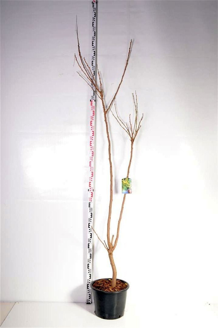 Kelreiterė gausiažiedė (Lot Koelreuteria paniculata) C20 175-200 CM-KELREITERĖS-KRŪMAI