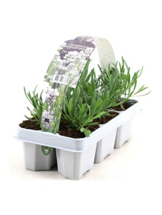 Tikroji levanda (Lot Lavandula ang.) 'Alba' 6-PACK-LEVANDOS-SMILGOS - VARPINIAI AUGALAI