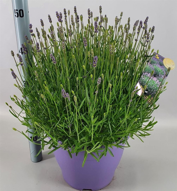 Tikroji levanda (Lot Lavandula ang.) 'Essence Purple' P30 DECO-LEVANDOS-SMILGOS - VARPINIAI AUGALAI