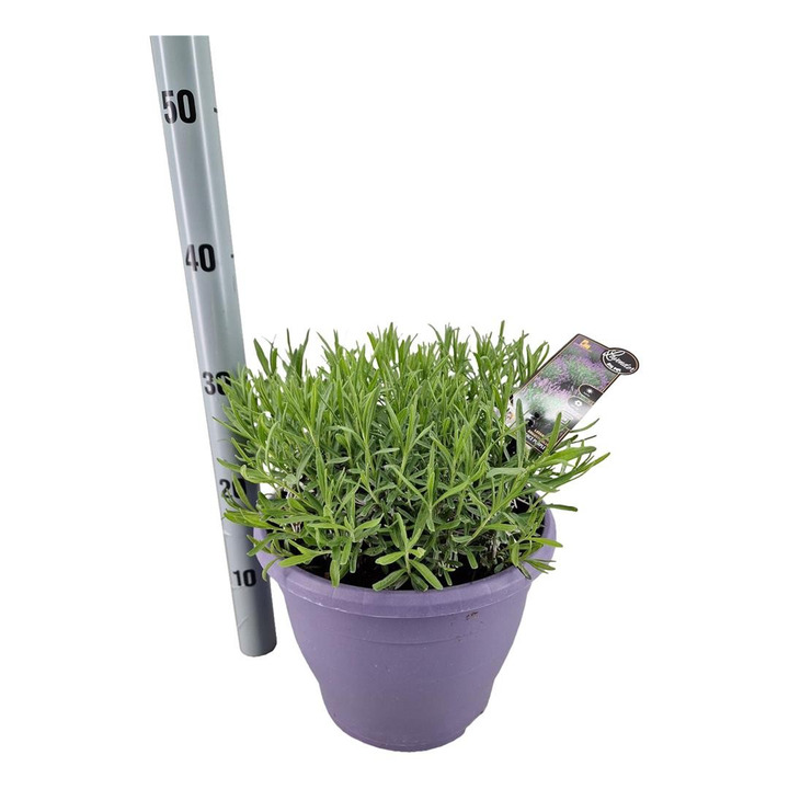 Tikroji levanda (Lot Lavandula ang.) 'Essence Purple' C7,5/P26 DECO-LEVANDOS-SMILGOS - VARPINIAI AUGALAI