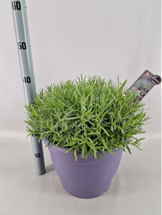 Tikroji levanda (Lot Lavandula ang.) 'Essence Purple' P32 DECO-LEVANDOS-SMILGOS - VARPINIAI AUGALAI