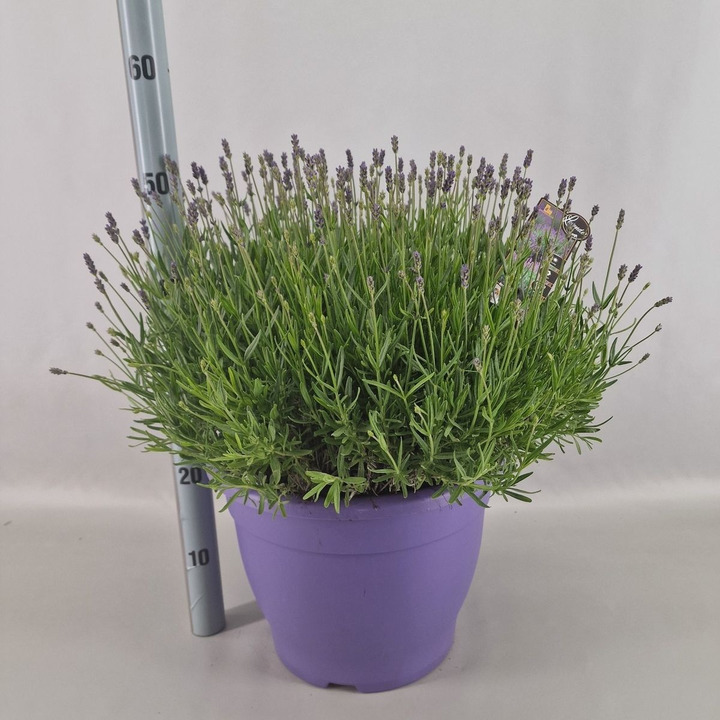 Tikroji levanda (Lot Lavandula ang.) 'Essence Purple' P32 DECO-LEVANDOS-SMILGOS - VARPINIAI AUGALAI