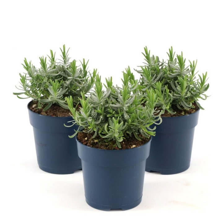 Tikroji levanda (Lot Lavandula ang.) 'Felice' P12-LEVANDOS-SMILGOS - VARPINIAI AUGALAI