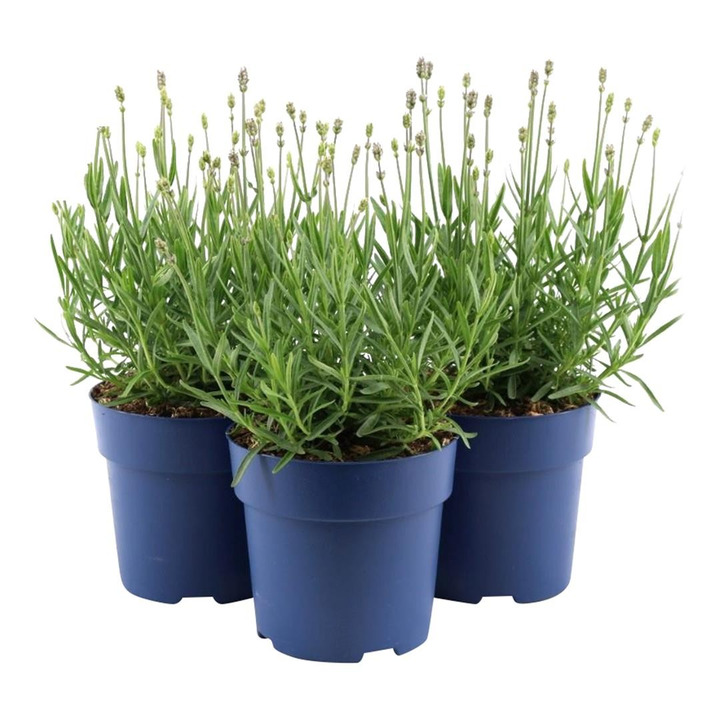 Tikroji levanda (Lot Lavandula ang.) 'Felice Light Pink' C1,5/P15-LEVANDOS-SMILGOS - VARPINIAI AUGALAI