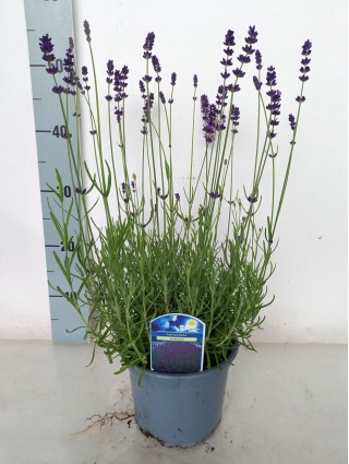 Tikroji levanda (Lot Lavandula ang.) 'Hidcote' C2/P17-LEVANDOS-SMILGOS - VARPINIAI AUGALAI