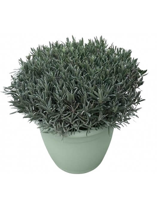 Tikroji levanda (Lot Lavandula ang.) 'Hidcote' C12-LEVANDOS-SMILGOS - VARPINIAI AUGALAI