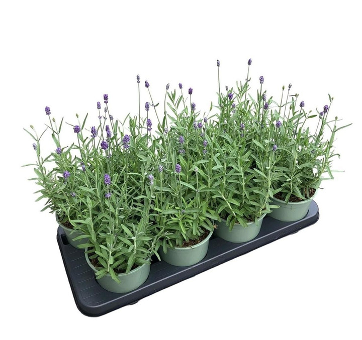 Tikroji levanda (Lot Lavandula ang.) 'Hidcote' TB13-LEVANDOS-SMILGOS - VARPINIAI AUGALAI