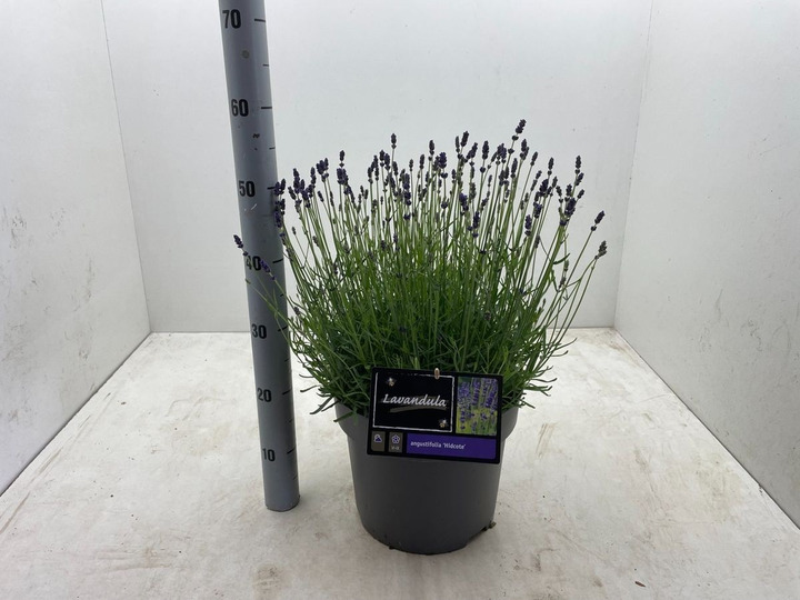 Tikroji levanda (Lot Lavandula ang.) 'Hidcote' C10-LEVANDOS-SMILGOS - VARPINIAI AUGALAI