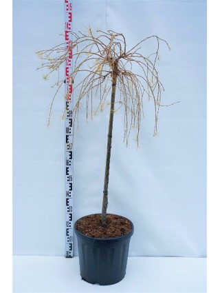 Maumedis europinis (Lot Larix dec.) 'Puli' C20 KOTAS 80 CM-MAUMEDŽIAI-SPYGLIUOČIAI