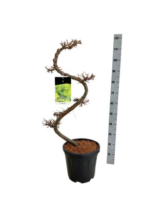 Maumedis japoninis (Lot Larix kaempferi) BONSAI 80/+ CM C15-MAUMEDŽIAI-SPYGLIUOČIAI