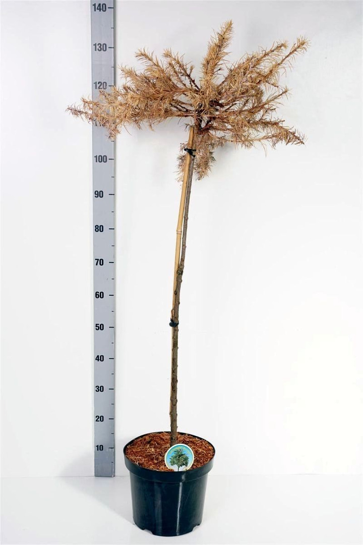 Maumedis japoninis (Lot Larix kaempf.) 'Blue Dwarf' C7,5/P26 KOTAS 90 CM-MAUMEDŽIAI-SPYGLIUOČIAI