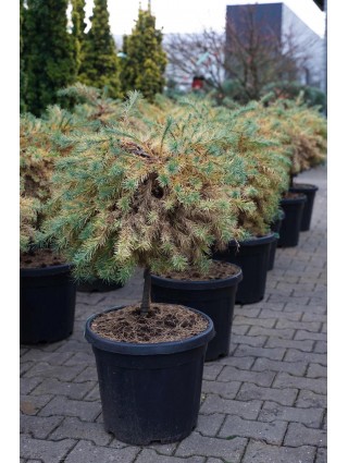 Maumedis japoninis (Lot Larix kaempf.) 'Wolterdingen' C30 KOTAS 40 CM-MAUMEDŽIAI-SPYGLIUOČIAI