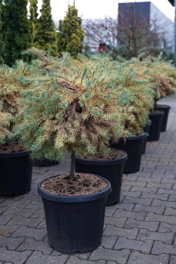 Maumedis japoninis (Lot Larix kaempf.) 'Wolterdingen' C30 KOTAS 40 CM-MAUMEDŽIAI-SPYGLIUOČIAI