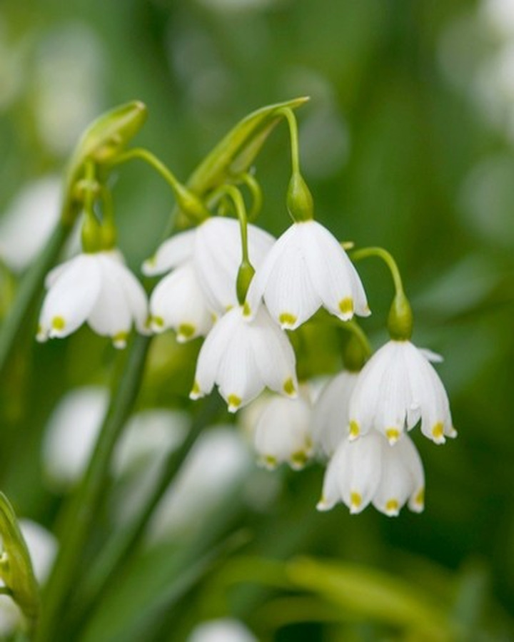 Daugiažiedė leukoja (Lot Leucojum aestivum)-KITI-DAUGIAMETĖS GĖLĖS