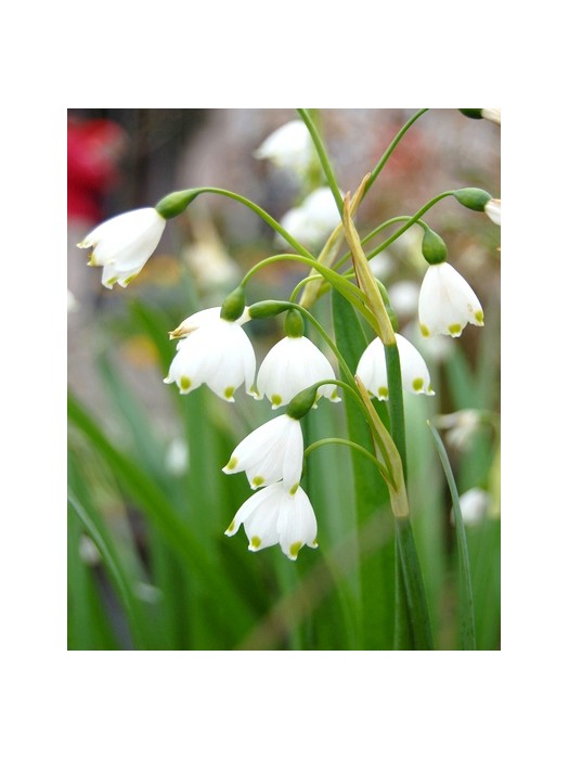 Daugiažiedė leukoja (Lot Leucojum aest.) 'Gravetye Giant'-KITI-DAUGIAMETĖS GĖLĖS