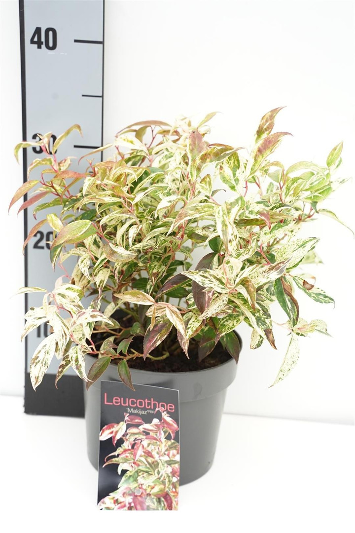 Leukotoja f. (Lot Leucothoe f.) 'Makijaz' C2/P17 20-25 CM-LEUKOTOJOS-KRŪMAI