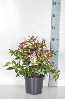 Leukotoja svyrančioji (Lot Leucothoe f.) 'Makijaz' C2/P17 20-25 CM - nuotrauka 2