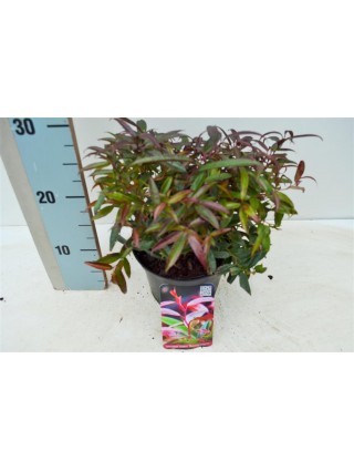 Leukotoja svyrančioji (Lot Leucothoe keiskei) 'Burning Love' C2/P17 25-30 CM-LEUKOTOJOS-KRŪMAI