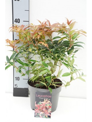 Leukotoja svyrančioji (Lot Leucothoe keiskei) 'Royal Ruby' C2/P17 20-25 CM-LEUKOTOJOS-KRŪMAI