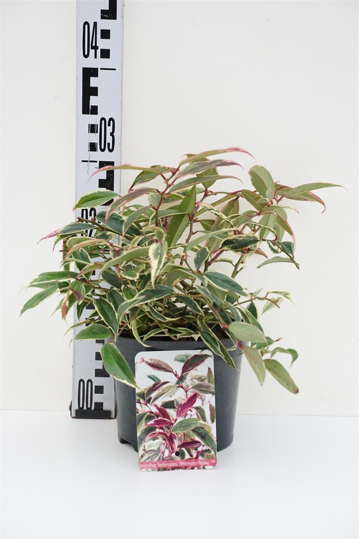 Leukotoja (Lot Leucothoe) 'White Water' C2/P17 20-25 CM-LEUKOTOJOS-KRŪMAI
