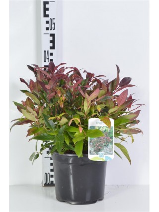 Leukotoja (Lot Leucothoe) 'Zeblid' C3/P19 25-30 CM-LEUKOTOJOS-KRŪMAI