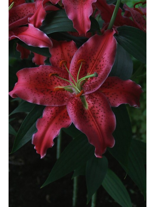 Lelija (Lot Lilium) 'Gomera'-LELIJOS-SVOGŪNINĖS GĖLĖS