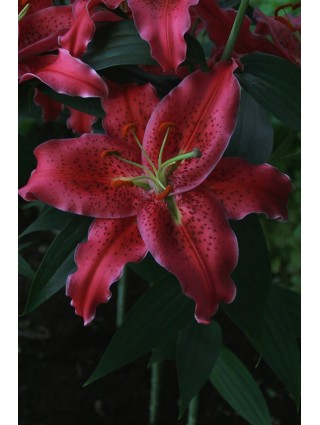 Lelija (Lot Lilium) 'Gomera'-LELIJOS-SVOGŪNINĖS GĖLĖS