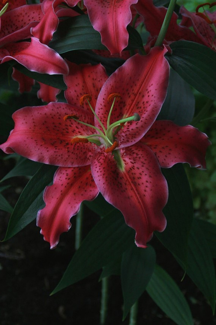 Lelija (Lot Lilium) 'Gomera'-LELIJOS-SVOGŪNINĖS GĖLĖS