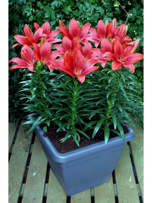 Lelija (Lot Lilium) 'Happy Heart'-LELIJOS-SVOGŪNINĖS GĖLĖS