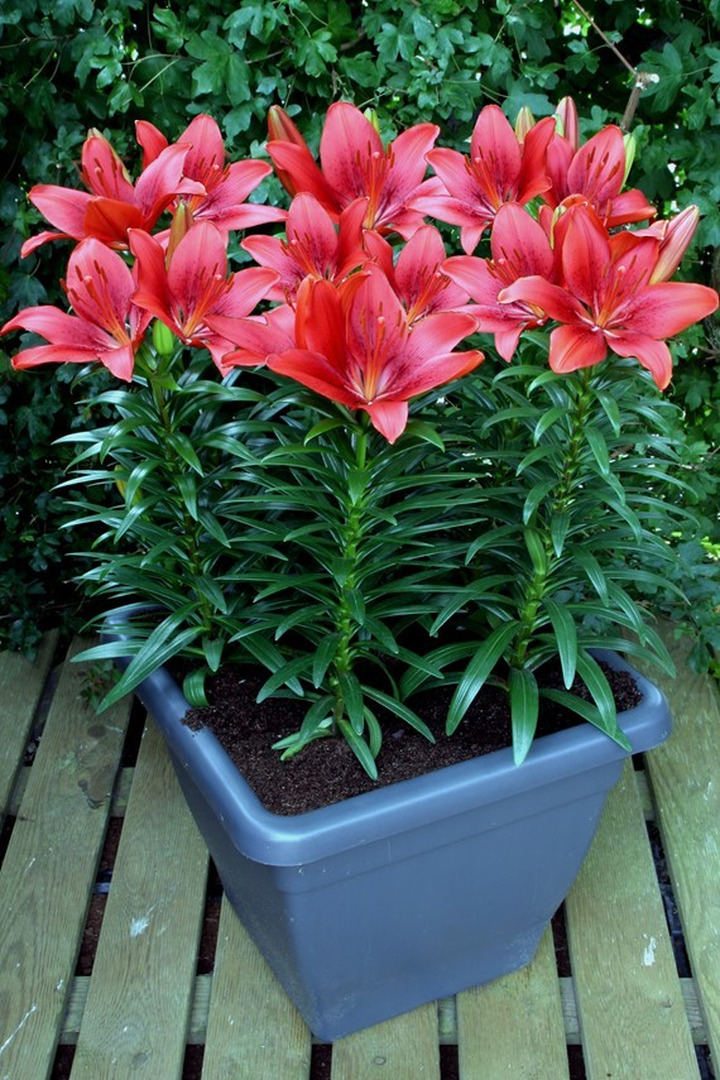 Lelija (Lot Lilium) 'Happy Heart'-LELIJOS-SVOGŪNINĖS GĖLĖS