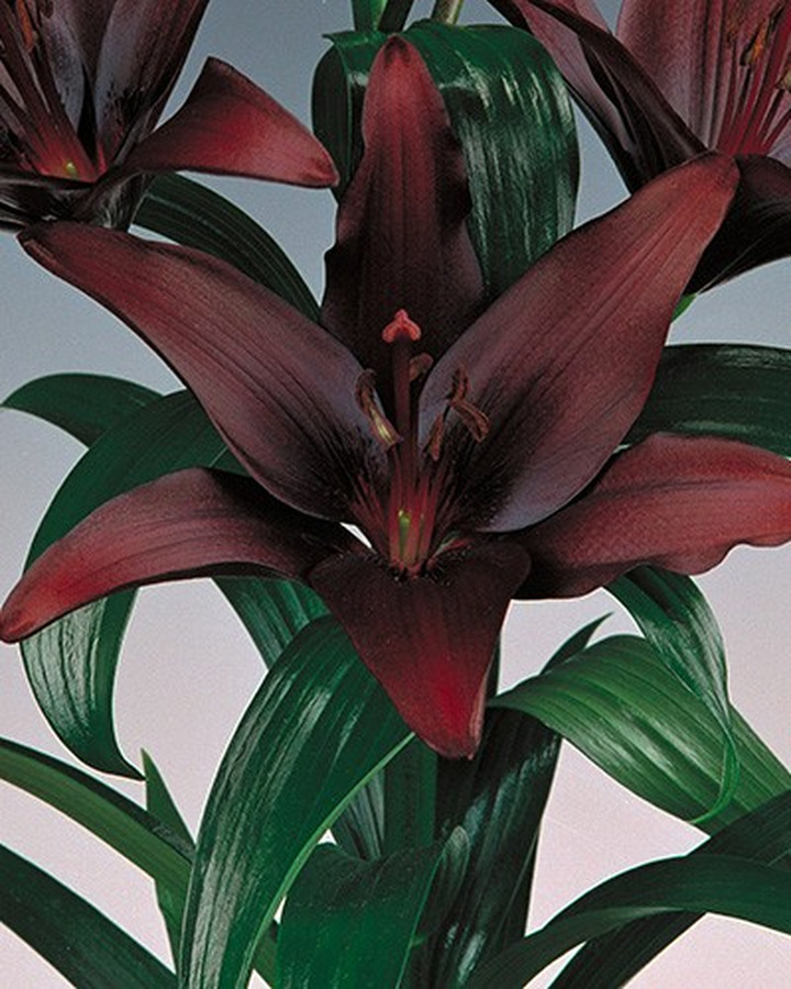 Lelija Asian Black (Lot Lilium Asian Black)-LELIJOS-SVOGŪNINĖS GĖLĖS