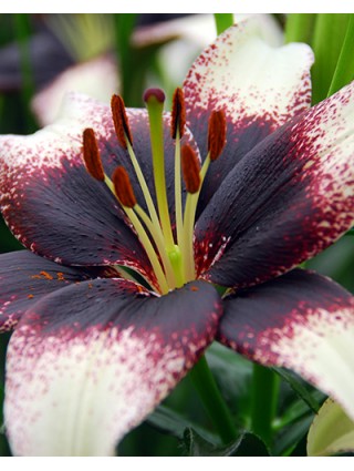 Lelija Asian Black-White (Lot Lilium Asian Black-White)-LELIJOS-SVOGŪNINĖS GĖLĖS