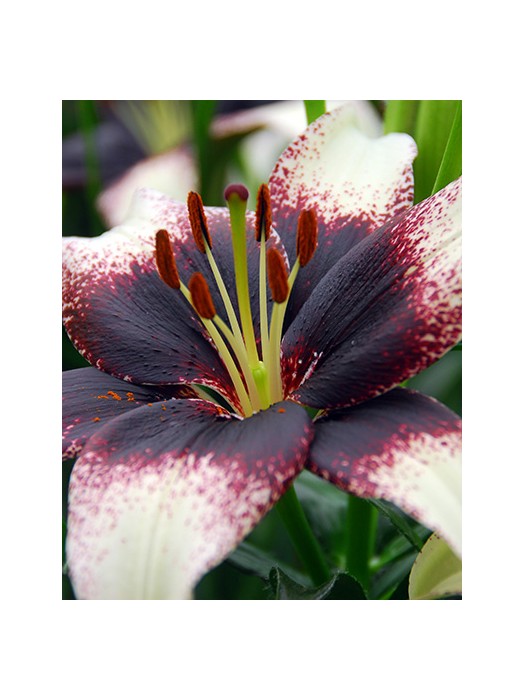 Lelija Asian Black-White (Lot Lilium Asian Black-White)-LELIJOS-SVOGŪNINĖS GĖLĖS