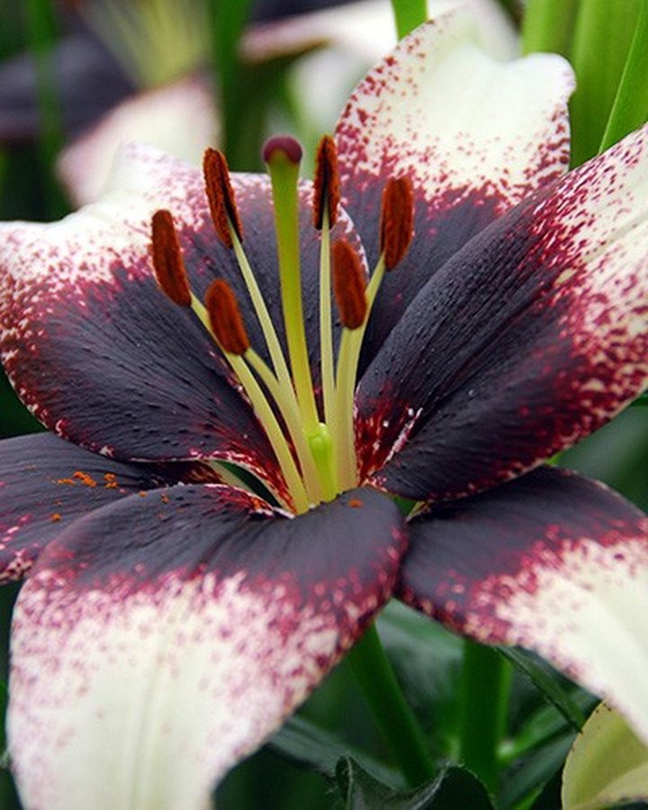 Lelija Asian Black-White (Lot Lilium Asian Black-White)-LELIJOS-SVOGŪNINĖS GĖLĖS