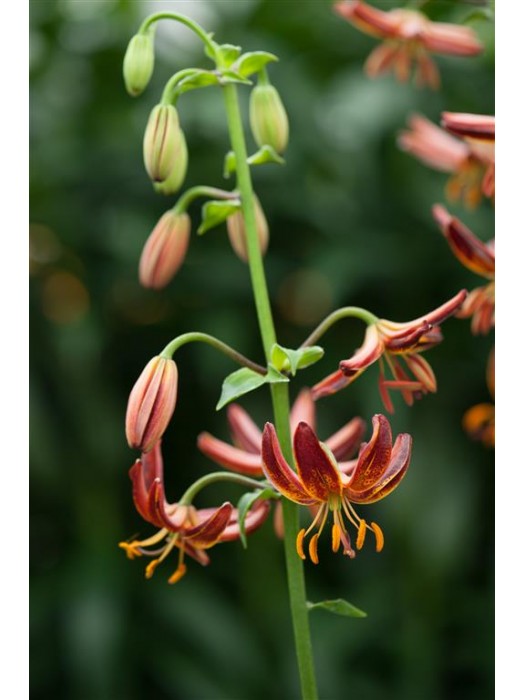 Lelija (Lot Lilium) 'Arabian Knight'-LELIJOS-SVOGŪNINĖS GĖLĖS