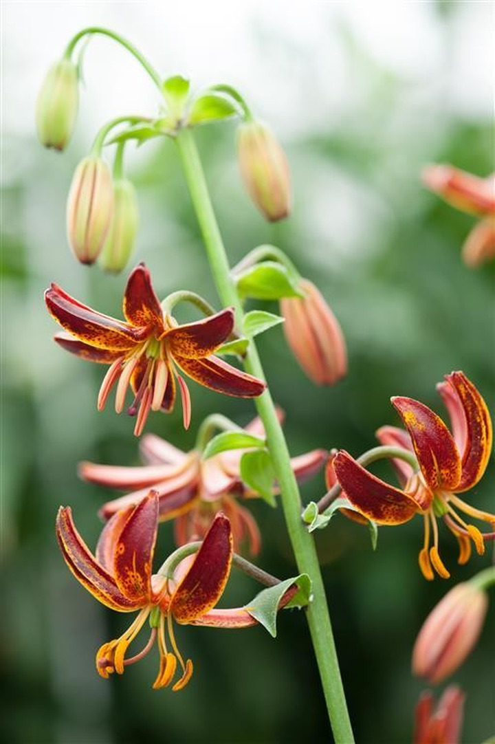 Lelija (Lot Lilium) 'Arabian Knight'-LELIJOS-SVOGŪNINĖS GĖLĖS