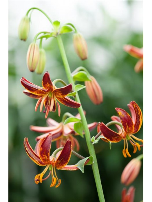 Lelija (Lot Lilium) 'Arabian Knight'-LELIJOS-SVOGŪNINĖS GĖLĖS