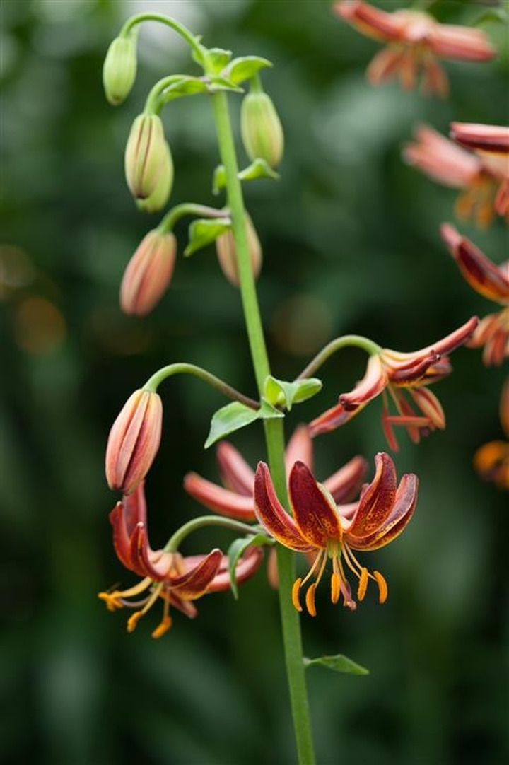 Lelija (Lot Lilium) 'Arabian Knight'-LELIJOS-SVOGŪNINĖS GĖLĖS